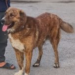 معاوضه سگ خراسانی