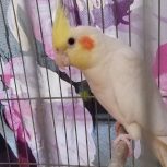 طوطی عروس مولد