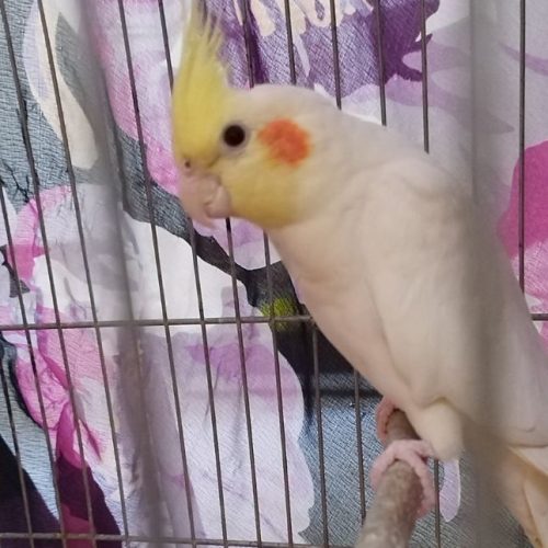 طوطی عروس مولد