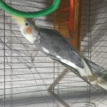 فروش طوطی عروس