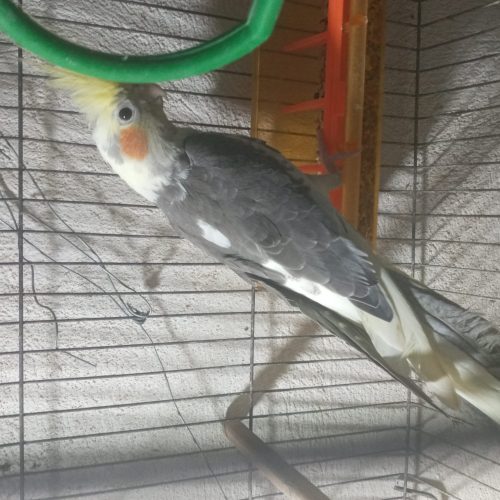 فروش طوطی عروس