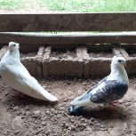 یک جفت کبوتر زینتی