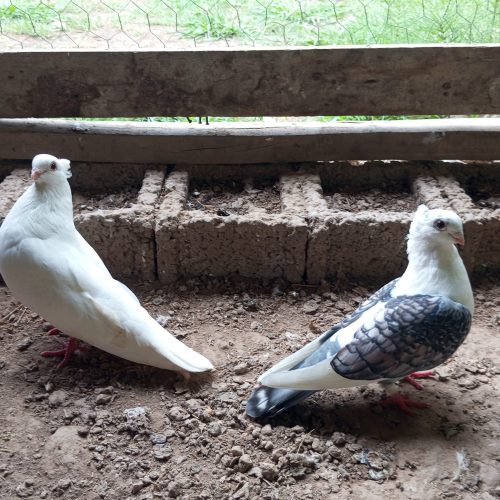 یک جفت کبوتر زینتی