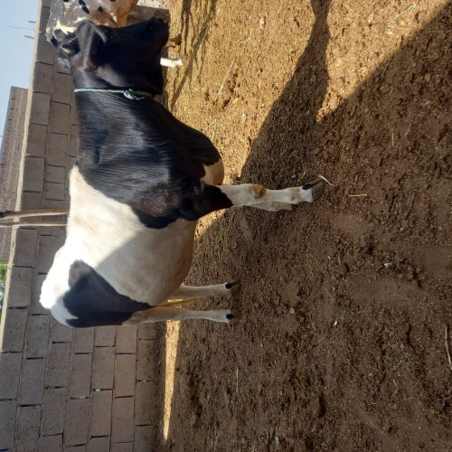 سلام یک راس گوساله ماده