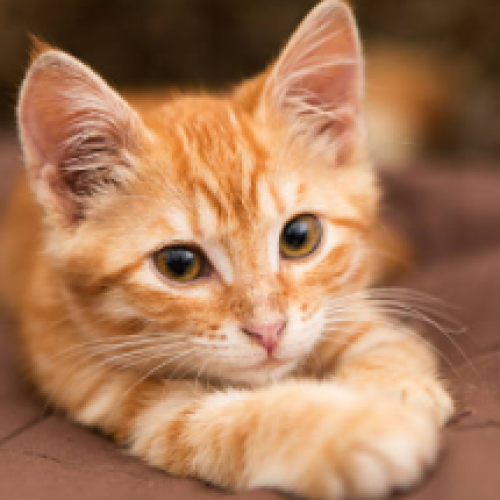 واگذاری گربه گارفیلد orange tabby