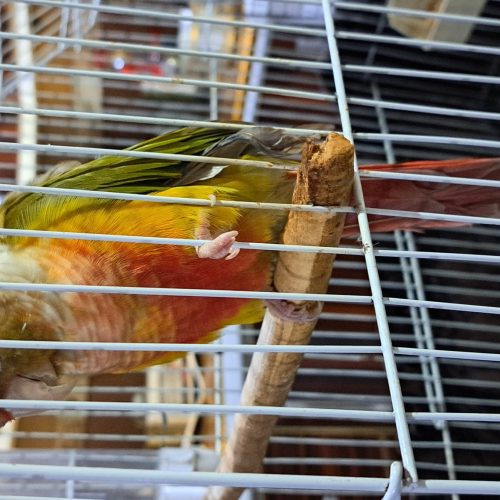 یک طوطی گرین چک دَبل رِد