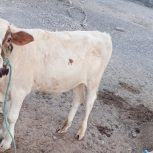 گاو نر یک ساله