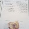 جزوه زیست عمارلو