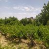 زمین باغ