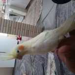 دوعدد عروس هلندی دستی