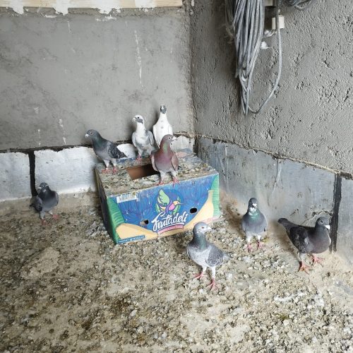 کبوتر دوبر🕊️