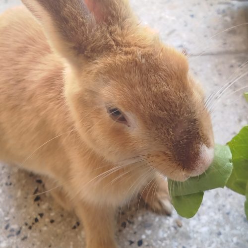 خرگوش زیبای کوشولوی بانمک (نر)