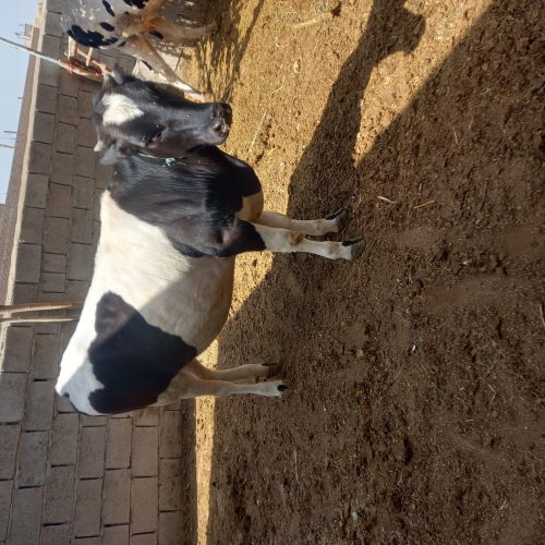 سلام یک راس گوساله ماده