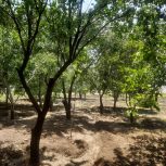 فروش باغ سر جاده اصلی سنندج