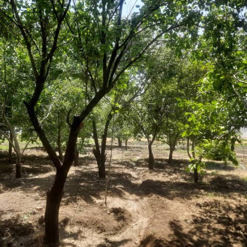 فروش باغ سر جاده اصلی سنندج