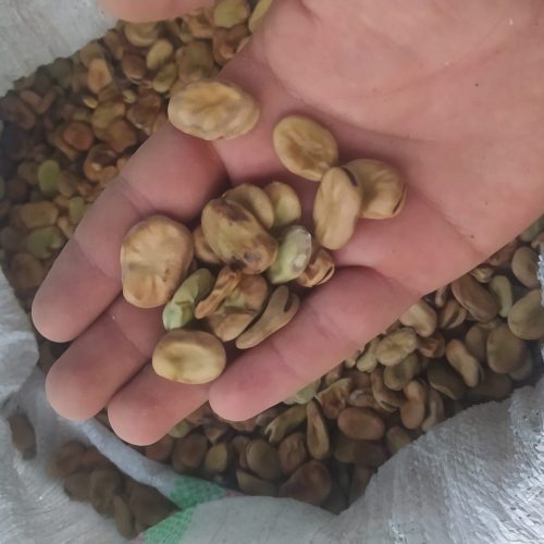 باقالا سبز ، بذری