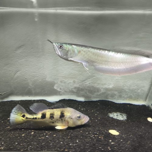 ماهی مانستر