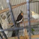 عروس هلندی