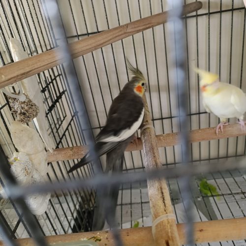 عروس هلندی