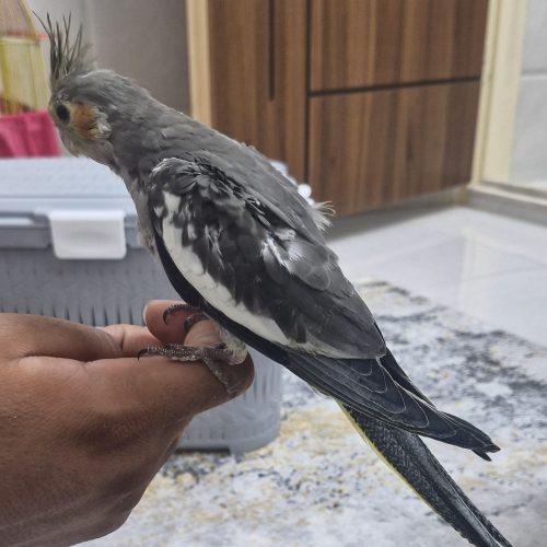 جوجه عروس هلندی