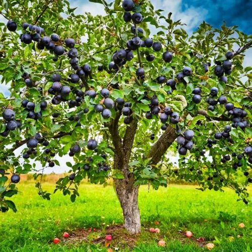 سلام دوستان  یک خونه اجاره ویلا یا آپارتمان باشه