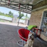 فروش سگ هاسکی ماده 17 ماهه