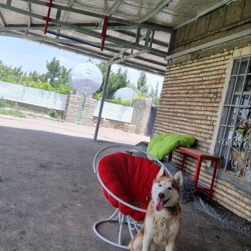 فروش سگ هاسکی ماده 17 ماهه