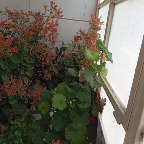 فروش فرش 6 متری و کناره