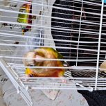 یک طوطی گرین چک دَبل رِد