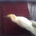 پرنده عروس لوتینو