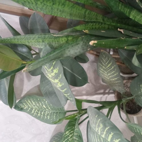 گل سانسورها و دیفن