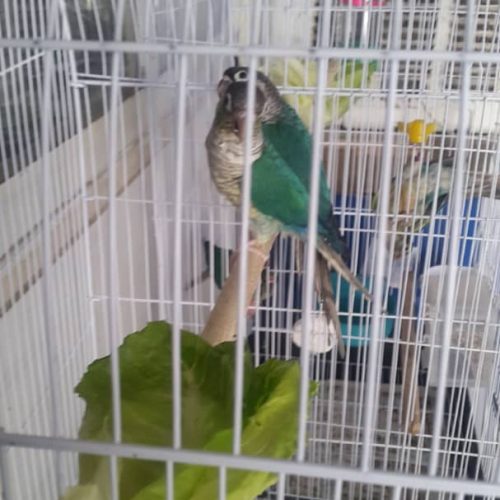 2جفت گرینچیک