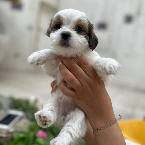 توله سگ 50 روزه نژاد شیتزو