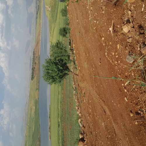 یک هکتار باغ بادام و انگور