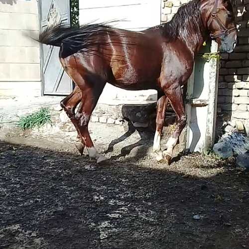 یک راس اسب سواری