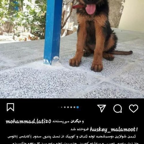 ژرمن شو بلک فیس دوسرشجره