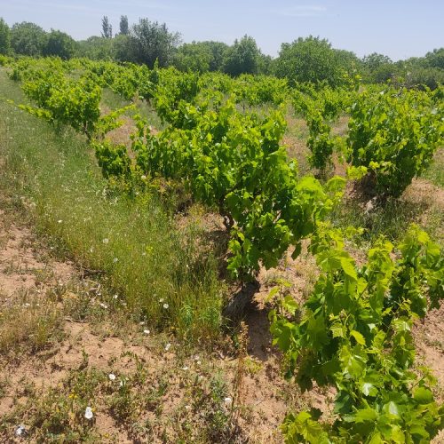 فروش بخشی از باغ های درخت انگور و گردو