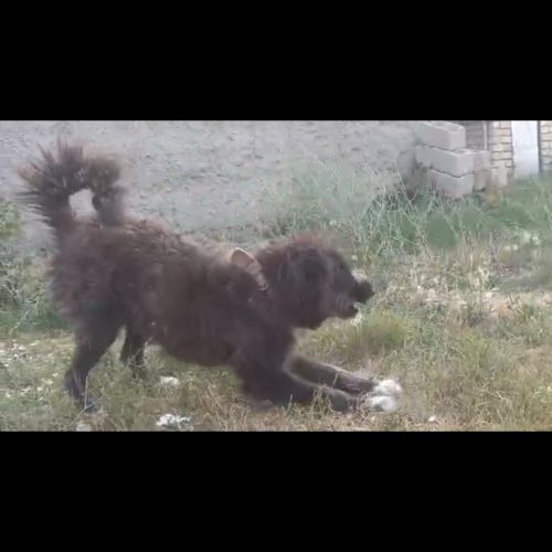 سگ قدریجونی یک ساله