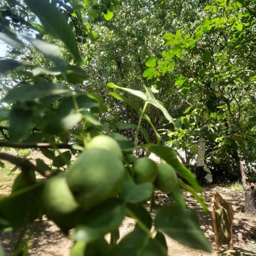 فروش باغ سر جاده اصلی سنندج