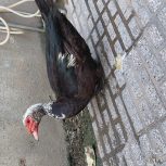 اردک اسراییلی