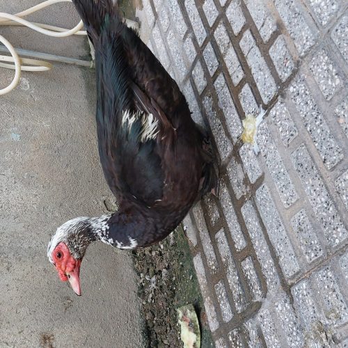 اردک اسراییلی