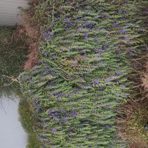 گیاهان دارویی