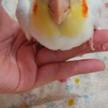 تخم عروس هلندی