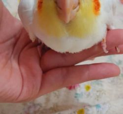 تخم عروس هلندی