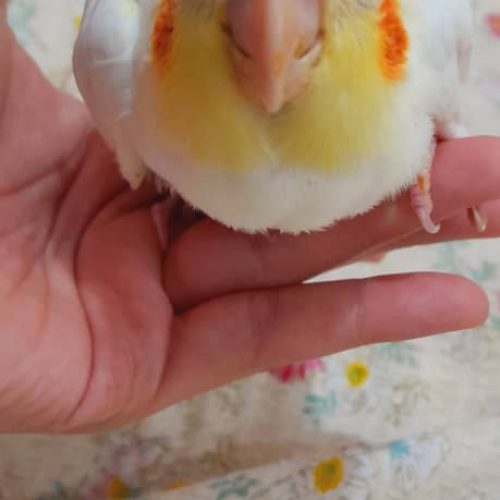 تخم عروس هلندی