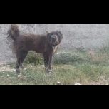 سگ قدریجونی یک ساله