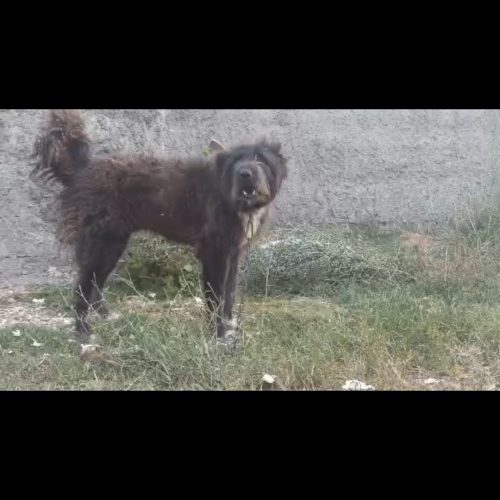 سگ قدریجونی یک ساله