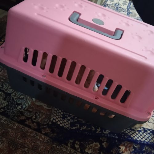 باکس سگو گربه