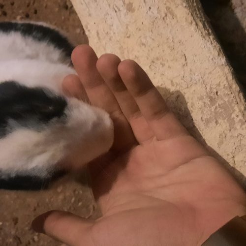 خرگوش‌ زیبا خانگی