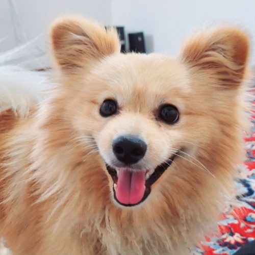 سگ شناسنامه دار نژاد روباهی